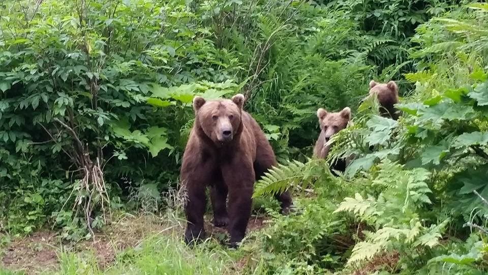 Alaskan bear family